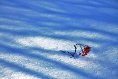 白雪に潜みし影