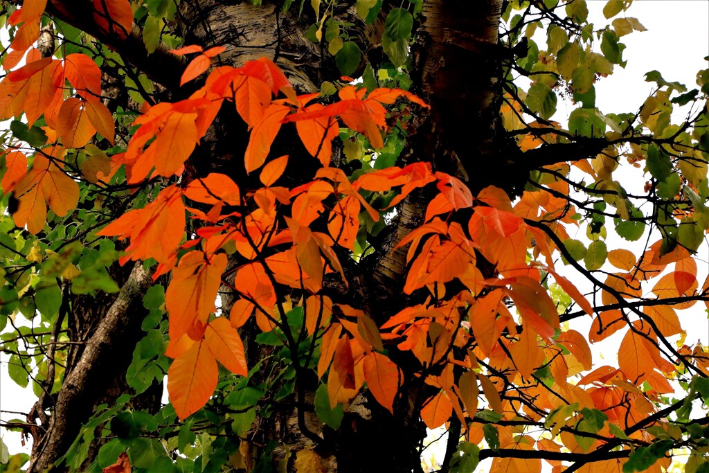 あ～秋ですね♪