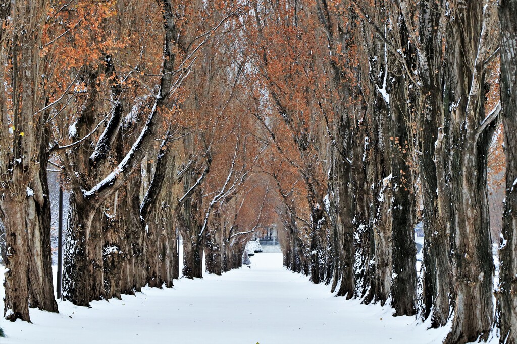 冬がやって来た