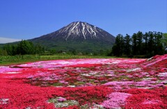 2023年三島さんちの芝桜