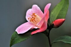 椿咲く春なのに♪