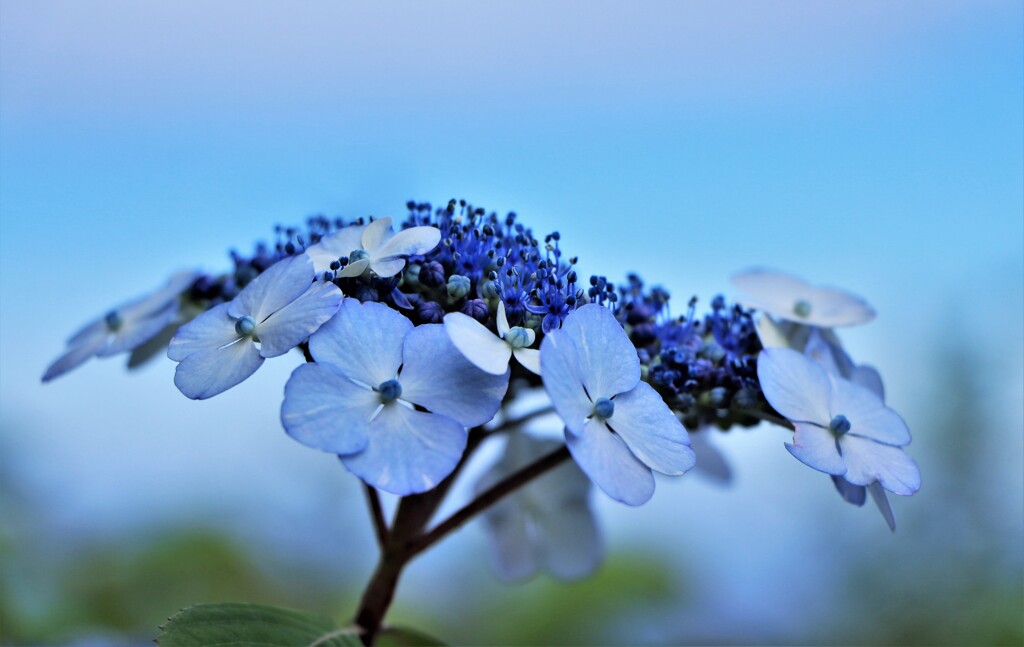 紫陽花