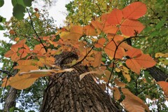 紅葉のツタウルシ