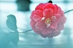 椿咲く春なのに～♪