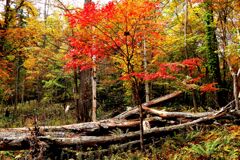 倒木と紅葉Ⅱ