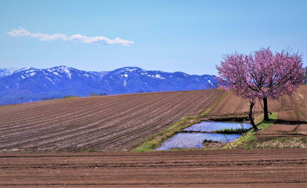 農業用溜池と桜