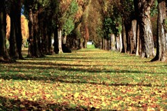 森林公園ポプラ並木