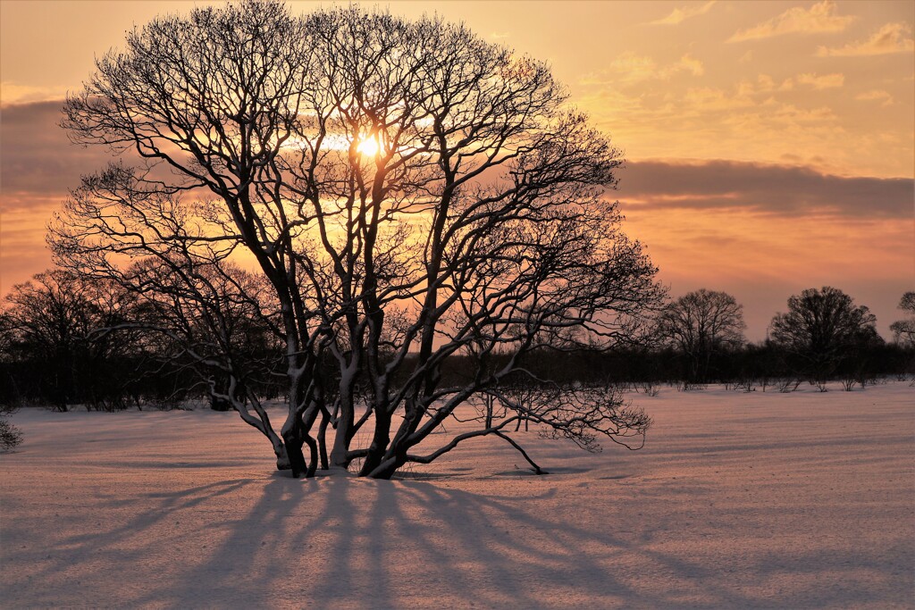 石狩河川敷ハンノ木Ⅱ