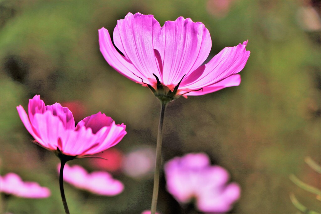 淡紅色の秋桜♪