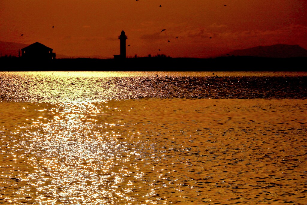 石狩河口黄金色