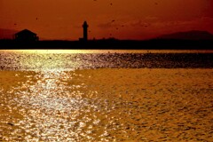 石狩河口黄金色