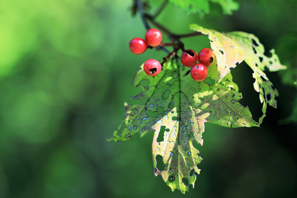 花が終わり実をつけるⅥ