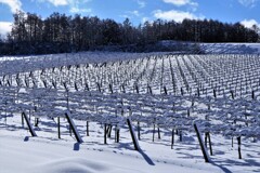 冬のブドウ畑
