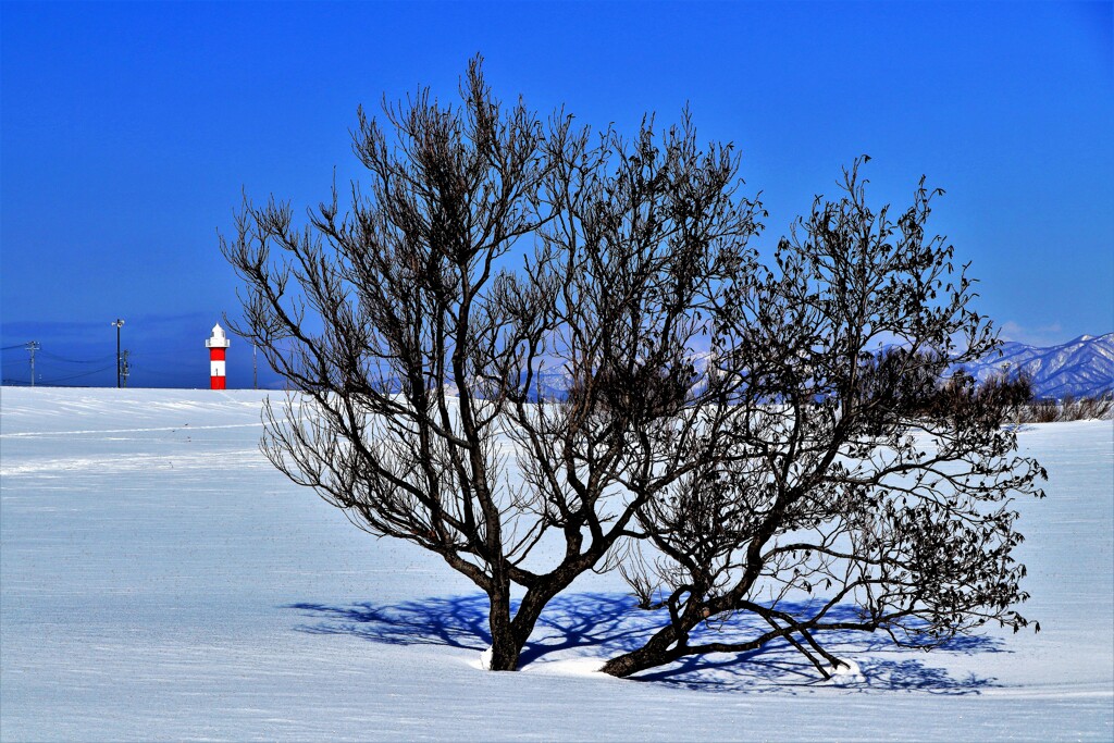 この木なん木気のなる木♪