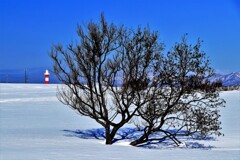この木なん木気のなる木♪