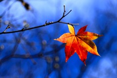 もうお別ね~ もうお別ね~