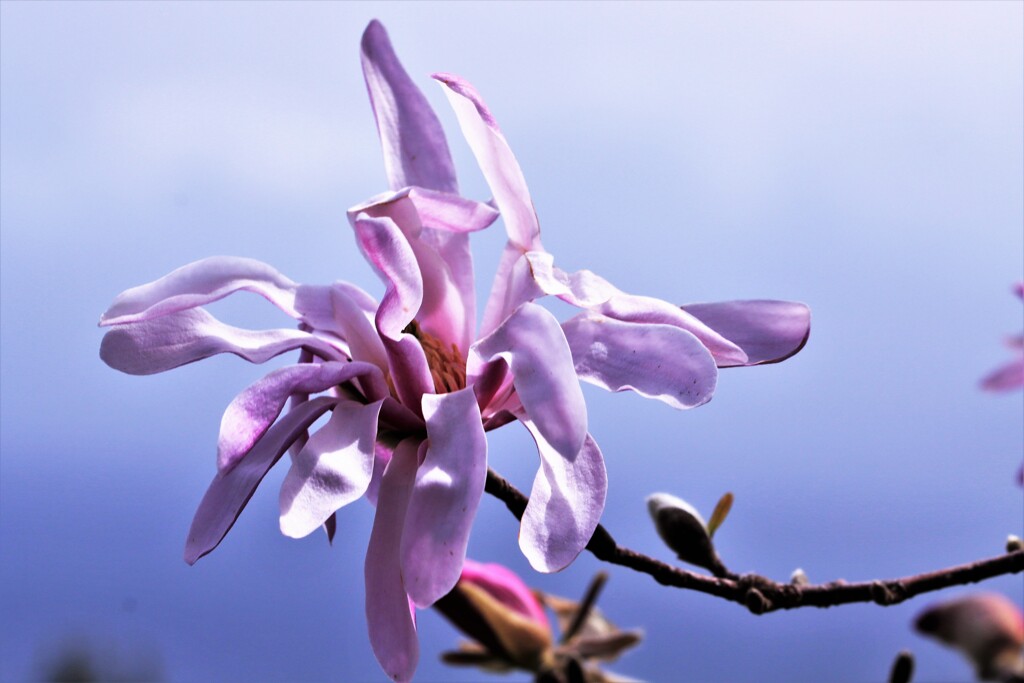 春の花Ⅲ(シデコブシ）