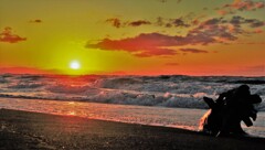 夕陽と流木