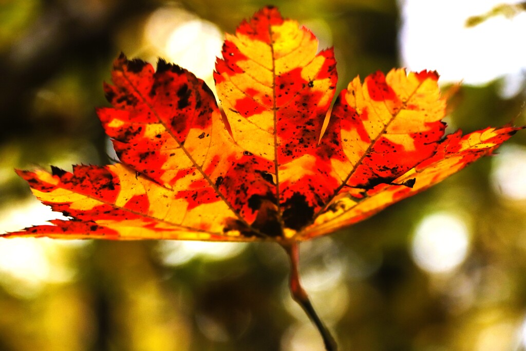 冬が来る前にもう一度あいたい♪