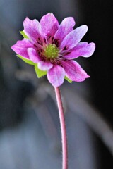 雪割草(百合が原公園温室）
