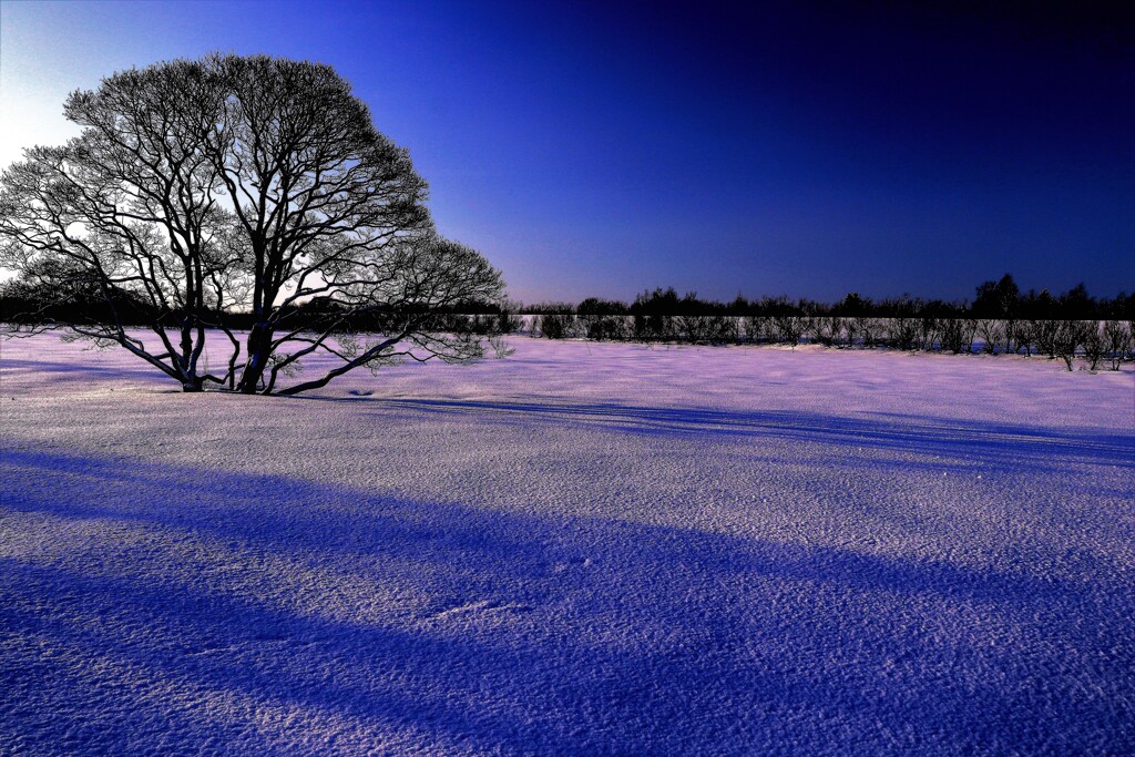 石狩川河川敷ハンノ木Ⅲ
