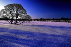 石狩川河川敷ハンノ木Ⅲ