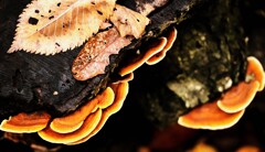 キノコ「サルノコシカケ科」 キノコ「サルノコシカケ科」