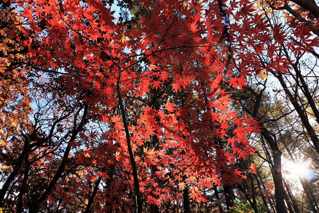 燃える秋(最終章）