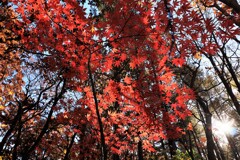 燃える秋(最終章）