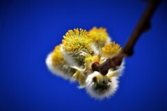 春がやって来た