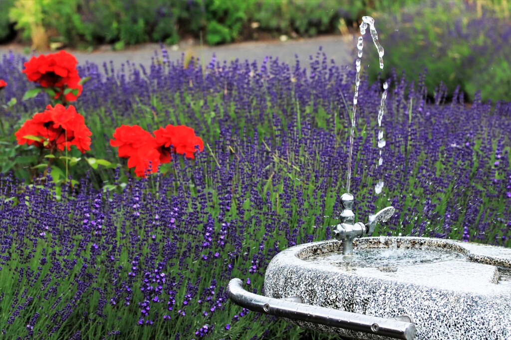 ラベンダ－その1