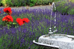 ラベンダ－その1