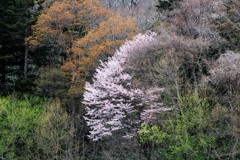山桜Ⅰ
