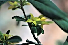 春の花Ⅰ(ナニワズ）