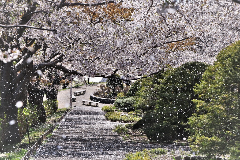 桜吹雪(小樽手宮公園）