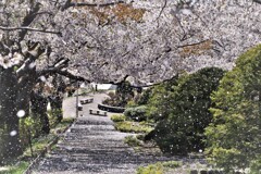桜吹雪(小樽手宮公園）