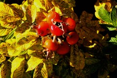 晩秋（はまなすの実）