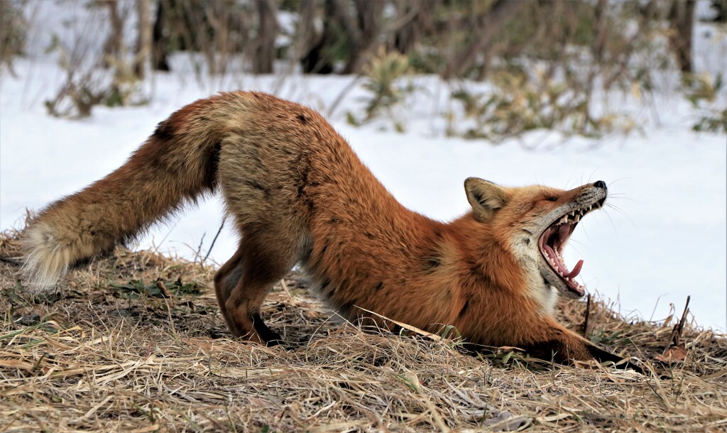 キタキツネ物語