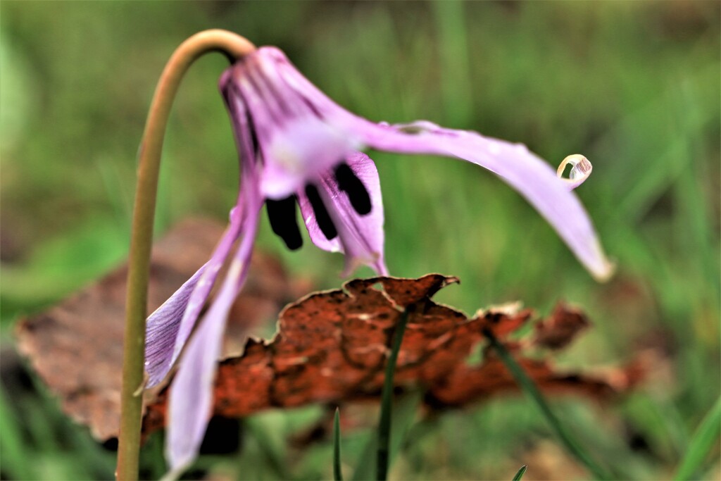 April rain(4月の雨）Ⅱ 