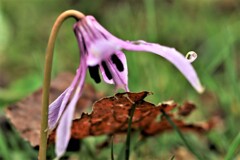 April rain(4月の雨）Ⅱ 
