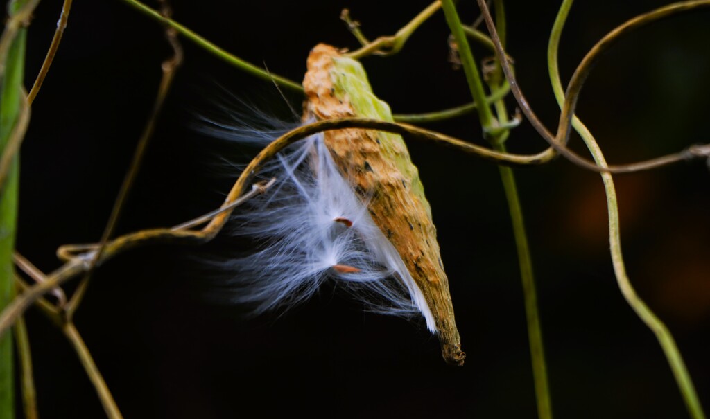 雪が降る前にお別れ