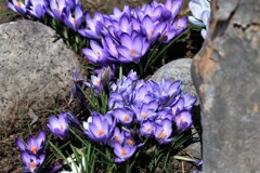 春を告げる花たちⅠ