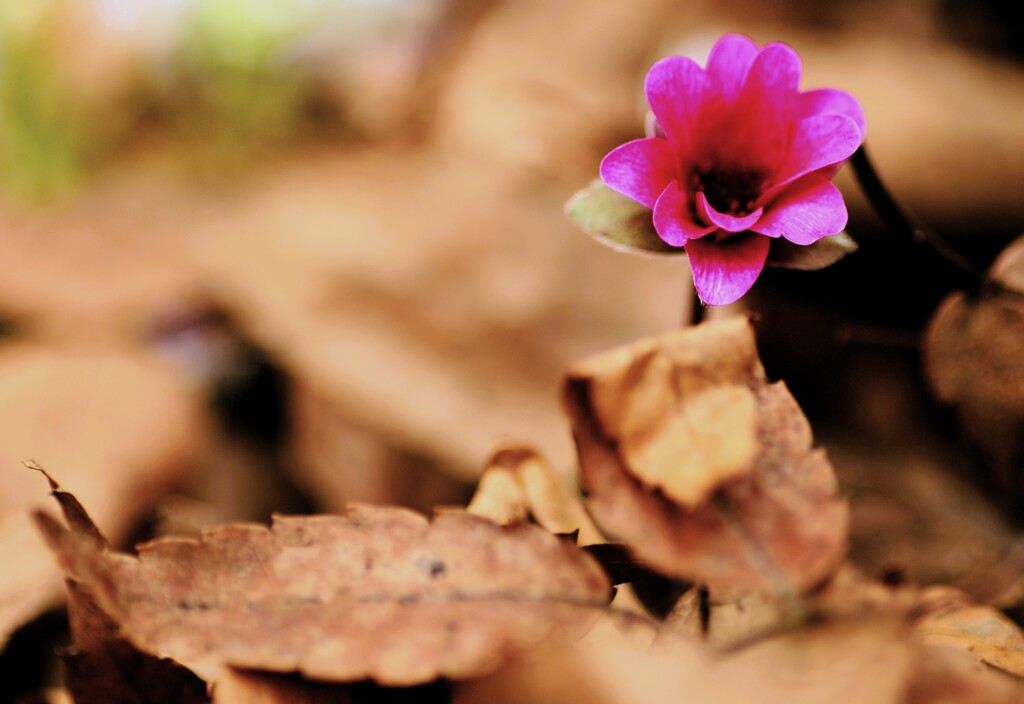雪割草（蔵出）