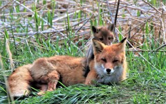 キタキツネ物語(子育て中）