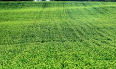 カラシナ畑絨毯