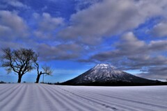 冬のサクランボの木と羊蹄山
