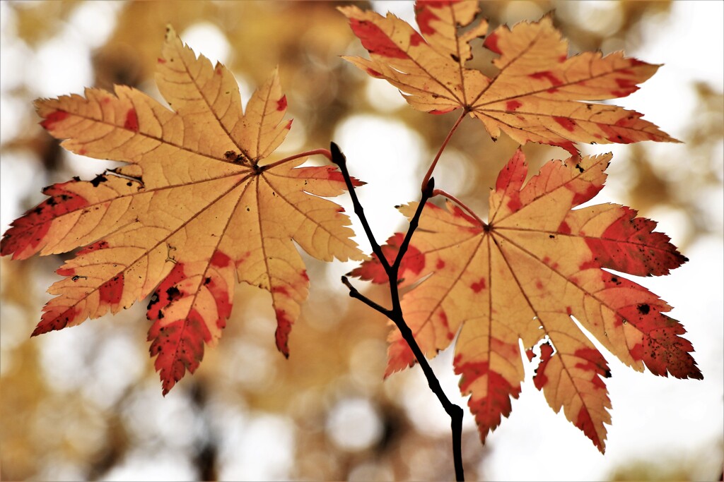 そぞれの秋を♪Ⅲ