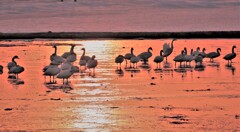 北帰行Ⅲ(朝日を浴びて）