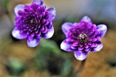 雪割草(百合が原公園温室）