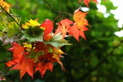 もう少しで紅葉季節